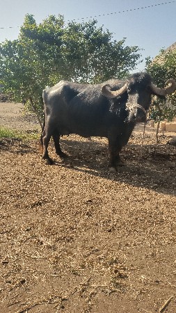 4.5 લિટર દૂધ