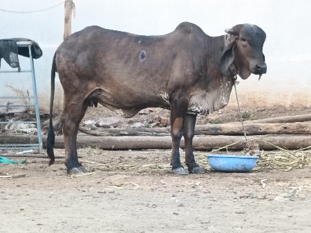 थंबनेल 5