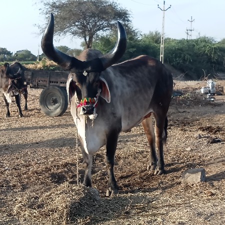 થંબનેલ 2