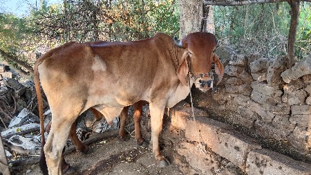 થંબનેલ 3