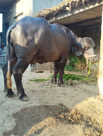 ખડેલી  પેલાવેતરની  છે.