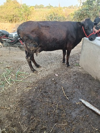 थंबनेल 2