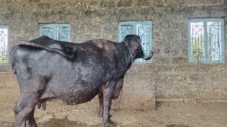 थंबनेल 2