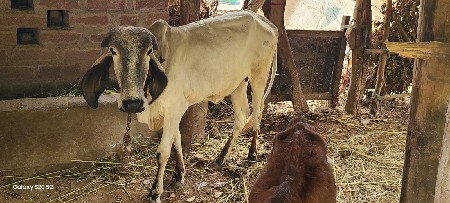 વાસડી વેચવાની છે