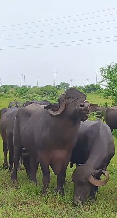 પાડો વેચવાનો સે