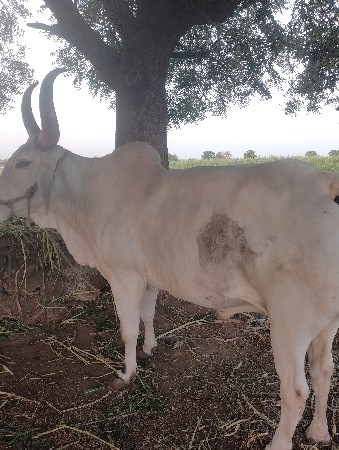 થંબનેલ 3