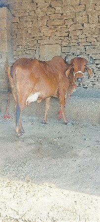 थंबनेल 5