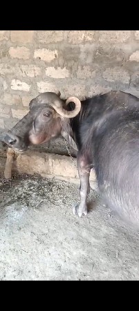 9723197610 ફોન કરો