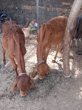 थंबनेल 3