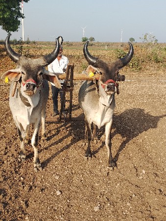 ગોઢલા વેચવાના