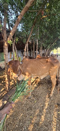 થંબનેલ 2