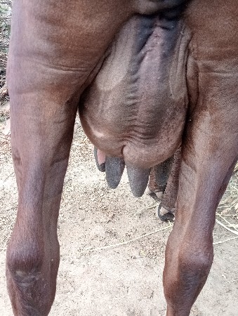 આ પેલીયાડ વાસળી વેચવાની છે