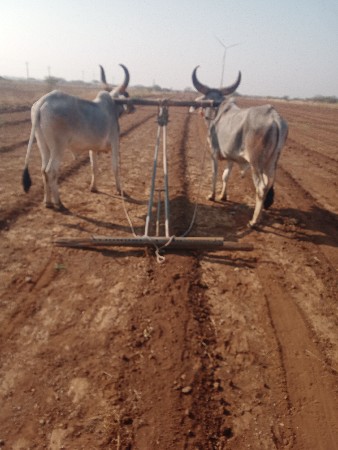 બડઘવેસવાનાસેએકવાવણીવાવલ