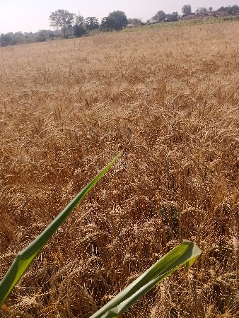 ઘઉં વેચવાના છે 80% ઓર્ગેનિક