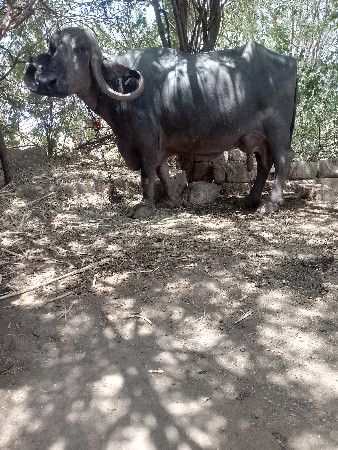 ભેંસ વેચવાની છે