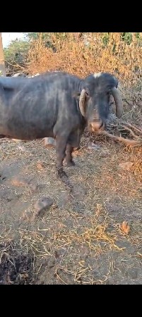 ભેંસ વેચવાની છે