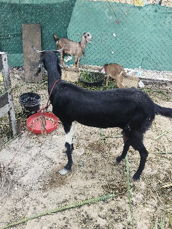 બકરી વેચવાની છે બે મહિના ગાભની