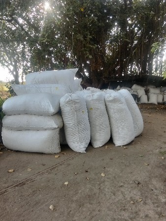 સરગવાના પાન