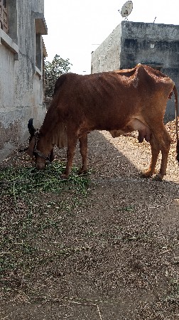 थंबनेल 2