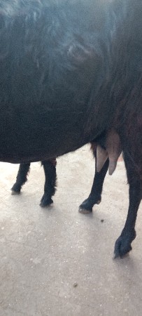 થંબનેલ 2