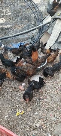 थंबनेल 3