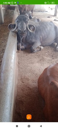 थंबनेल 3