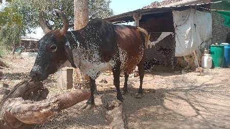 ગાય વેચવાની છે