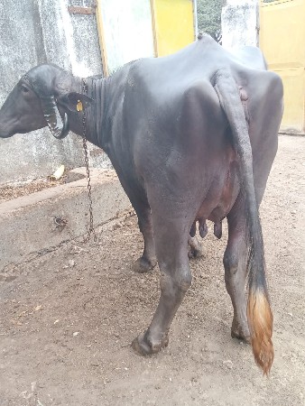 બીજું વેતર વાણી સે નીસેપાડી એકમનો