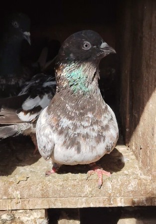 થંબનેલ 3