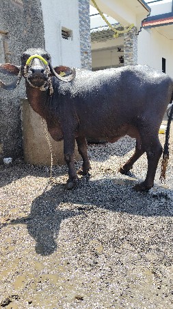 થંબનેલ 3