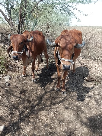 બડદવેચવાનાછે