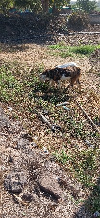 થંબનેલ 3