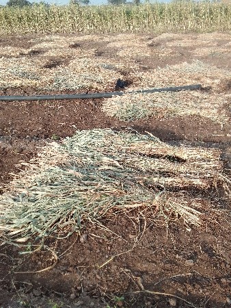 મીઠી જુવાર ના પૂરા