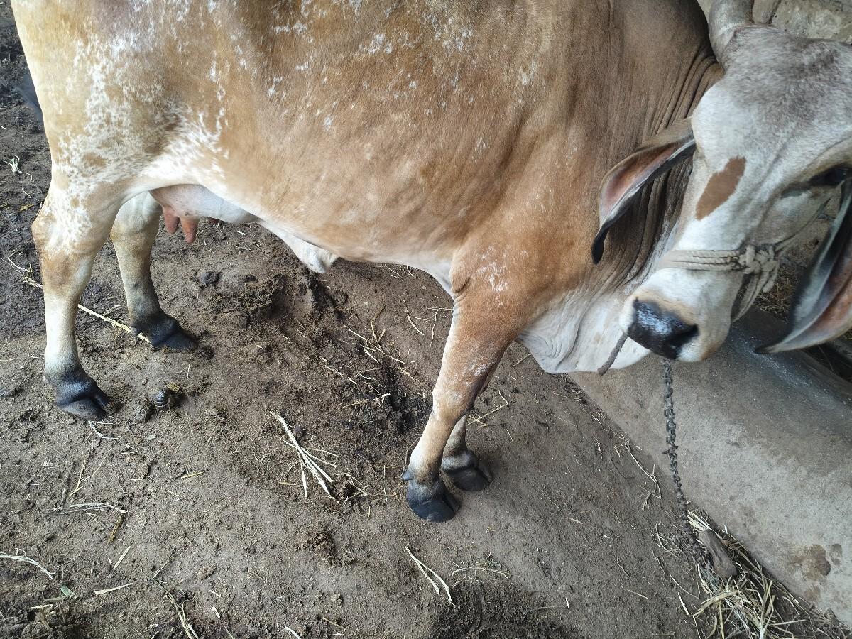 થંબનેલ 2