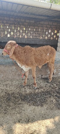 વાછડી વેચવાની છે