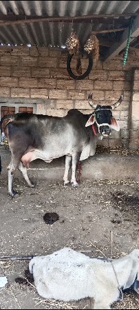 ગાય ના સાટા કરવા