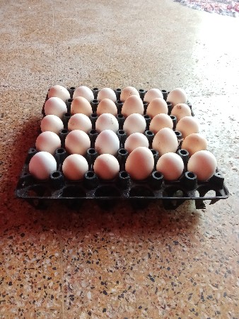 દેસી મરઘી ના ઇંડા વેચવાના છે