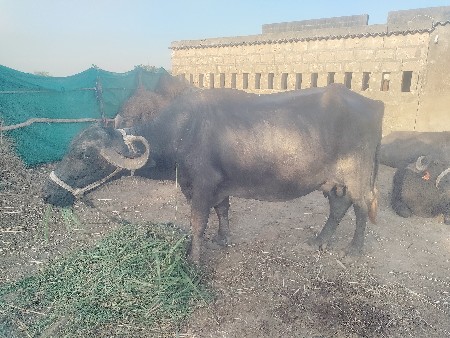 4વેતર સે ભેંસ વેસવાની સે