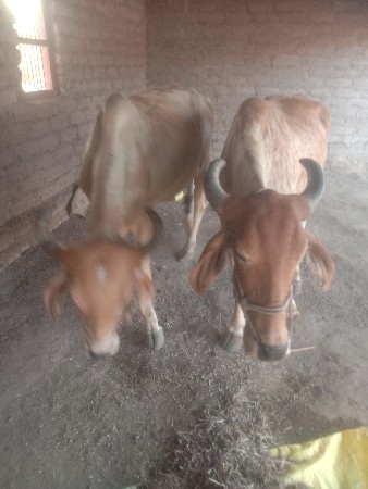 થંબનેલ 3