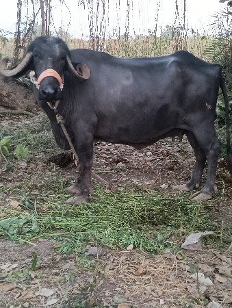 થંબનેલ 2