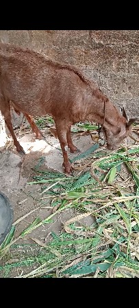 बकरी बचा वारी बकरो छे