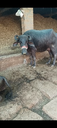 ભેંસ વેચવાની છે