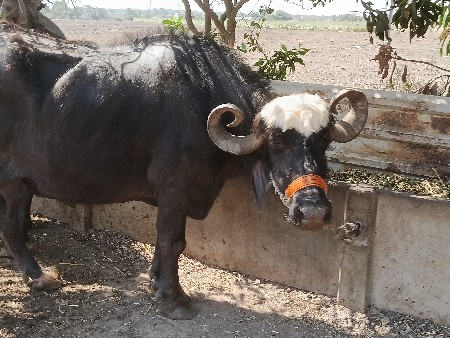 ભેશ વેચવાની છે.