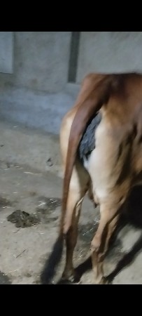 थंबनेल 2