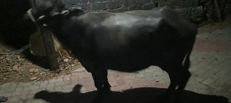 ભેંસ વેચવાની છે