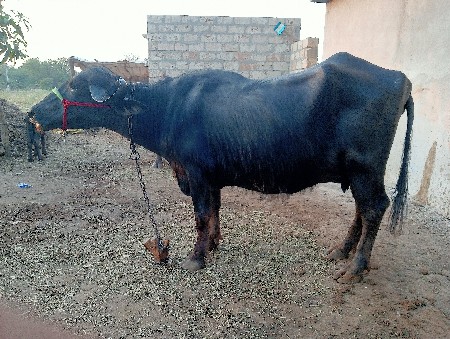 थंबनेल 2