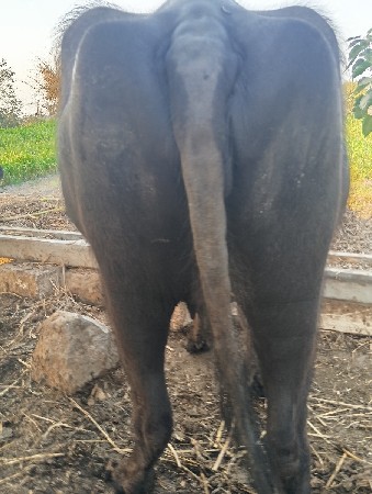 ખડેલિ વેચવાની છે ભાઈ