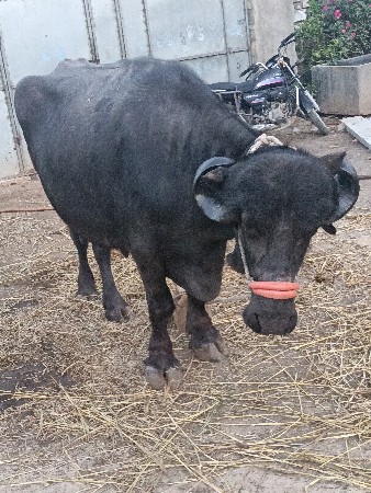 જયરાજભાઇ માંકડ 6352237745