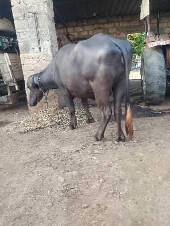 थंबनेल 2