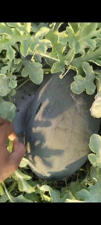 તરબૂચ વેચવાના છે